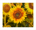 Hello Sunshine