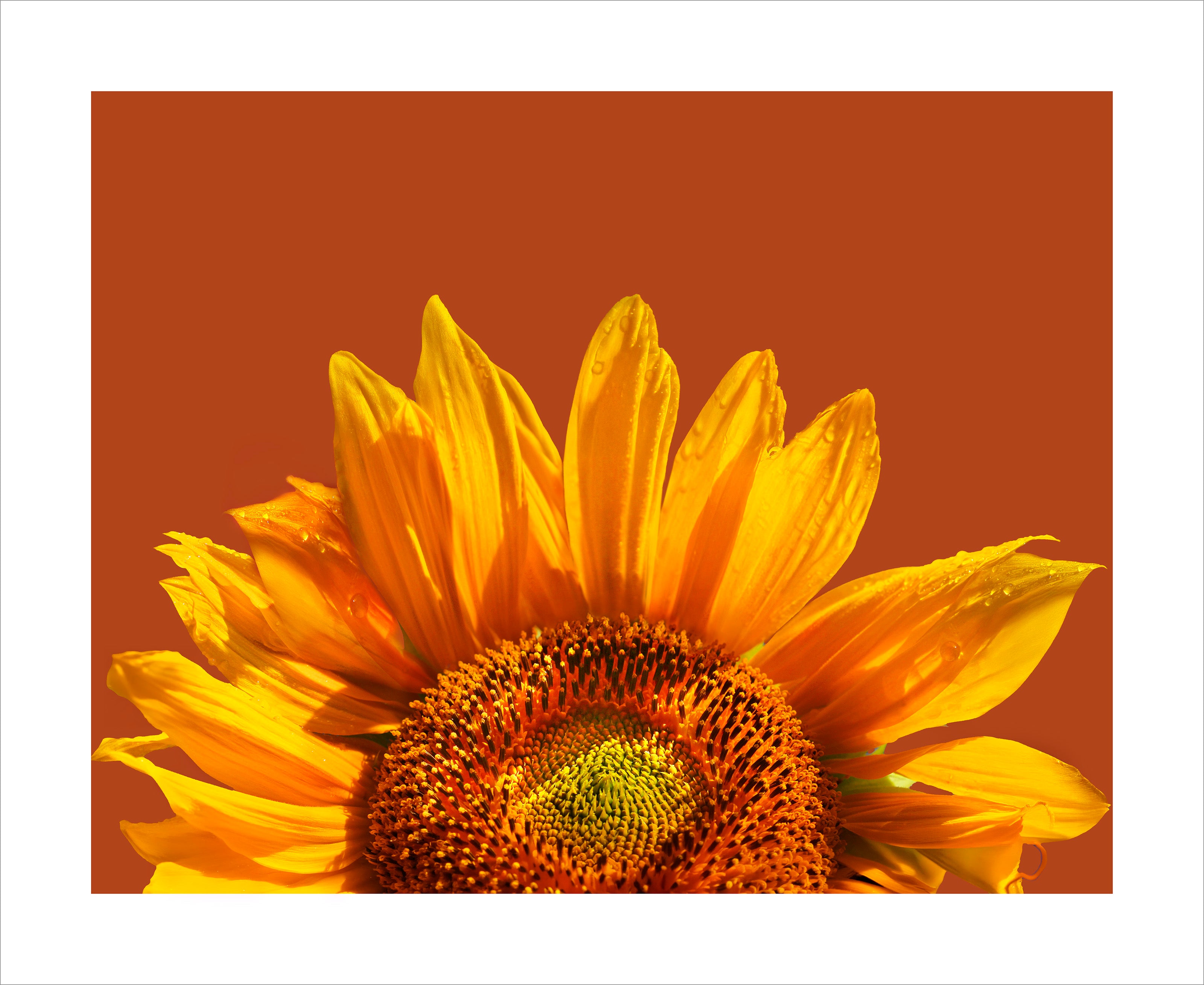 Orange You Glad