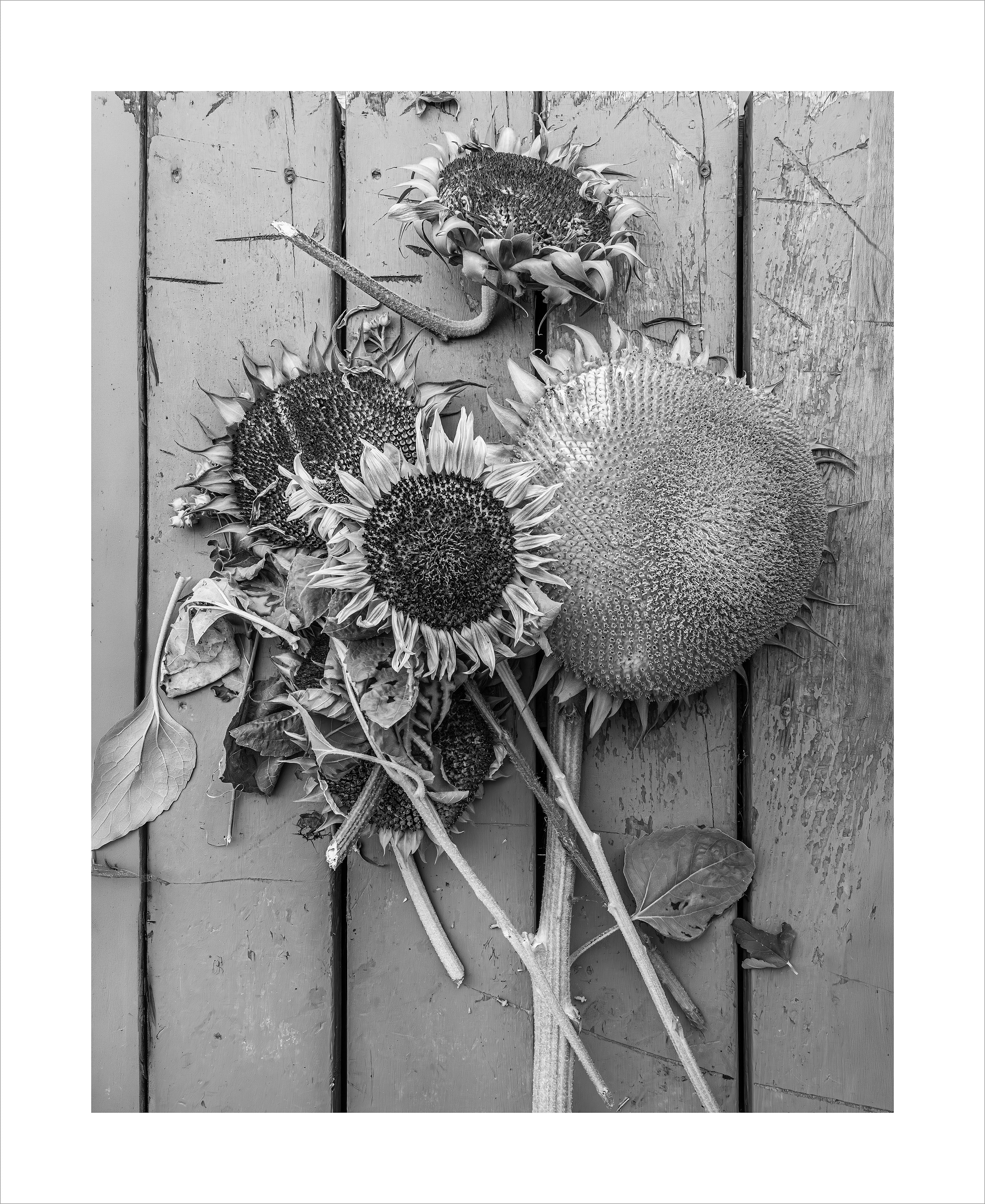 Gathering My Thoughts